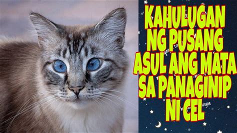 inaatake ng pusa sa panaginip|panaginip.org .
